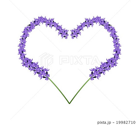 Purple Lavender Flowers in Heart Shape Frame 19982710