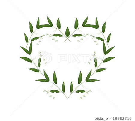 White Solomons Seal Flowers in A Heart Shape 19982716