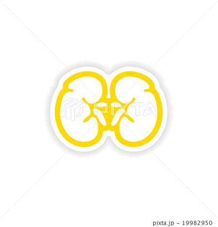 paper sticker on white background human kidney 19982950