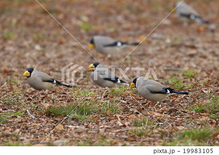 生き物　鳥類　イカル、冬も深まり山から市街地近くの公園に降りたち採餌中です 19983105