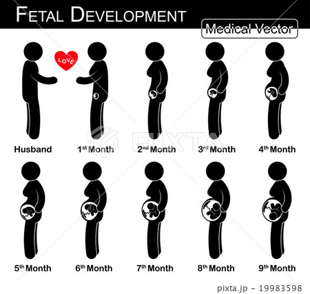 Fetal development Fetal development 19983598