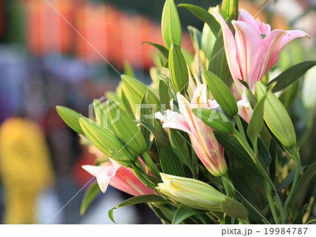 lily flowers 19984787