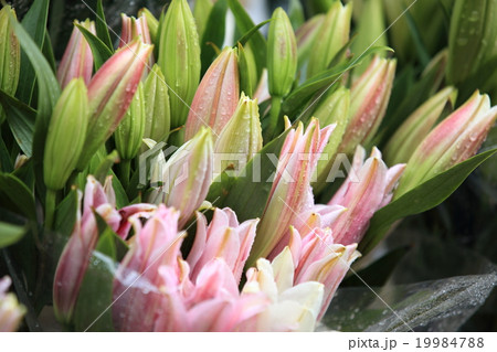 lily flowers lily flowers 19984788