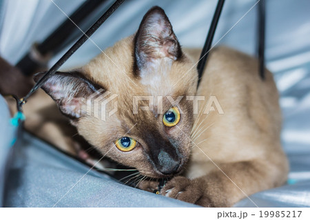 a little male tabby cat lying eye contact. 19985217