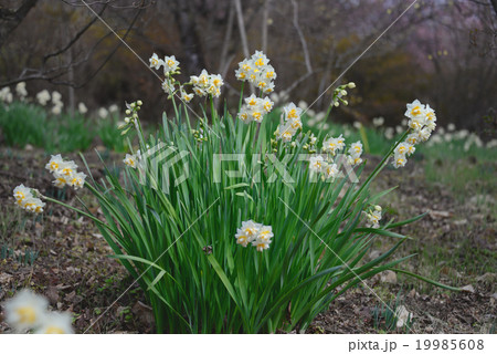 スイセンの花 スイセンの花 19985608