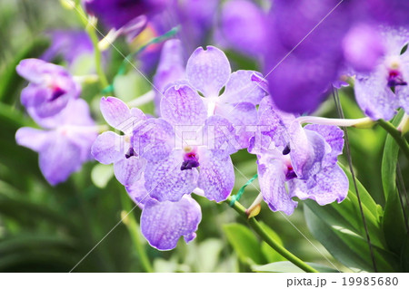 Thai Orchid 19985680