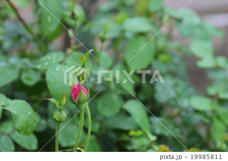 チャールズレニーマッキントッシュ バラの花の蕾と雨雫の写真素材