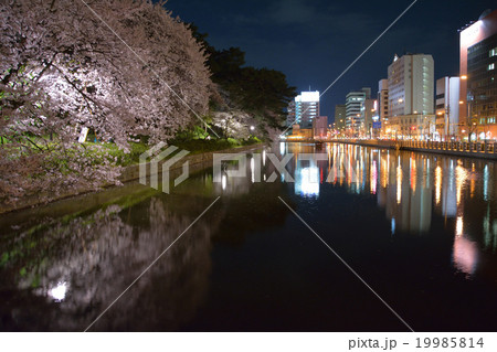 夜の松山城お堀と桜の写真素材