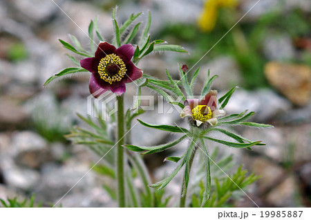 翁草 おきなくさ 翁草 おきなくさ 19985887