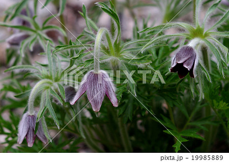 翁草 おきなくさ 翁草 おきなくさ 19985889