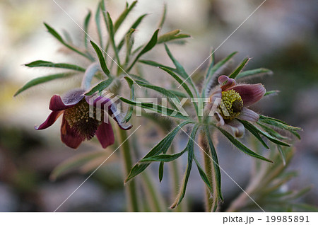 翁草　おきなくさ 19985891