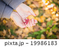 秋の葉っぱ 19986183