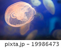 水中を漂うクラゲ 19986473