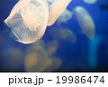 underwater image of jellyfishesクラゲ 19986474