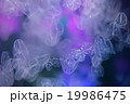 神秘的なクラゲ 19986475