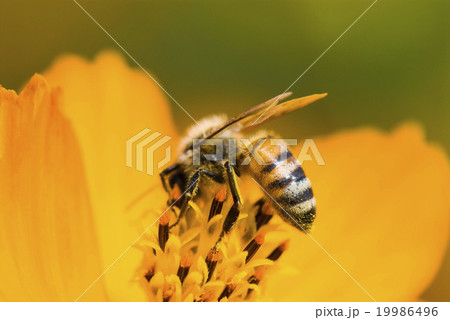 蜂 ハチ 蜜蜂 19986496