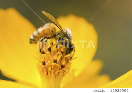 蜂 ハチ 蜜蜂 19986502