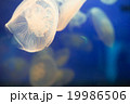 水族館で泳ぐ水中のクラゲ 19986506