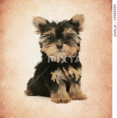 Texture and background 19986984