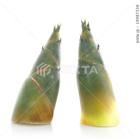 Bamboo shoot on white background 19987338