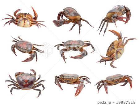 crab isolated on white background crab isolated on white background 19987518