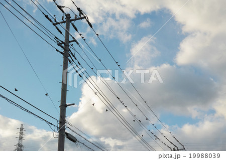 電線に止まる鳥の群れの写真素材