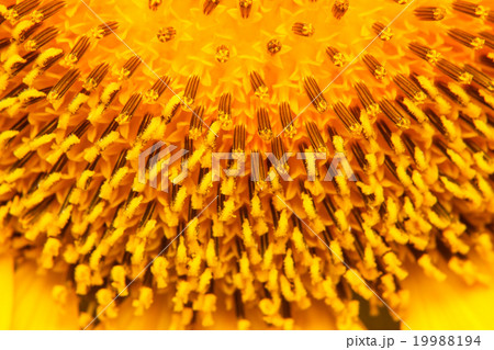 Closeup of blooming sunflower Closeup of blooming sunflower 19988194