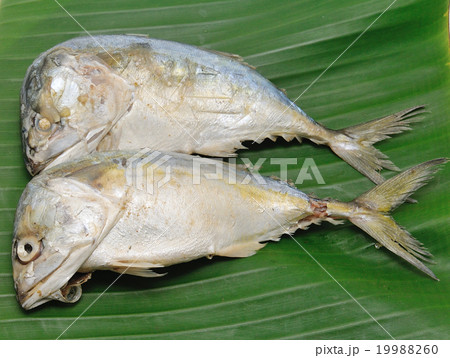 Fresh mackerel 19988260