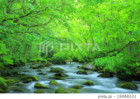 青森県十和田 夏の奥入瀬渓流 青森県十和田 夏の奥入瀬渓流 19988331