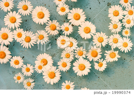 flower floating in water 19990374