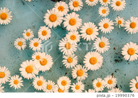 flower floating in water 19990376