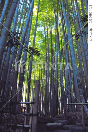 鎌倉の竹林 鎌倉の竹林 19990415