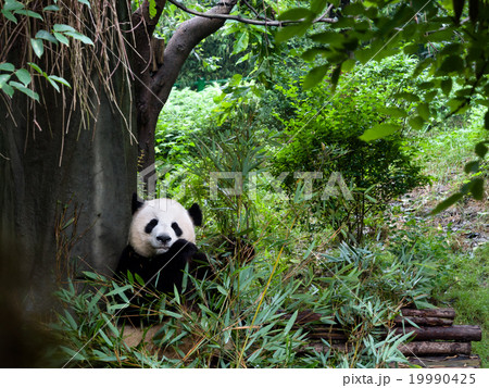成都パンダ繁育研究基地 成都パンダ繁育研究基地 19990425