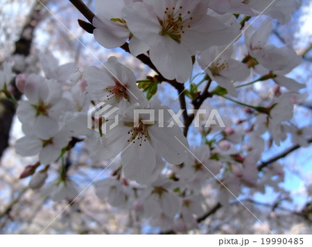 桜 19990485