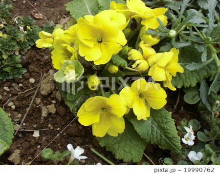 プリムラジュリアンの黄色の花の写真素材
