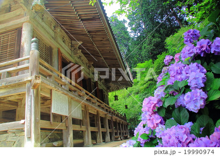 あじさい寺 観音寺（京都府　福知山市） 19990974