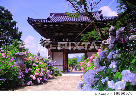 あじさい寺 観音寺 京都府 福知山市 の写真素材