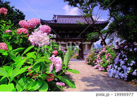 あじさい寺 観音寺 京都府 福知山市 の写真素材