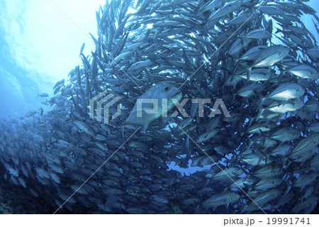 ギンガメアジとロウニンアジ 19991741