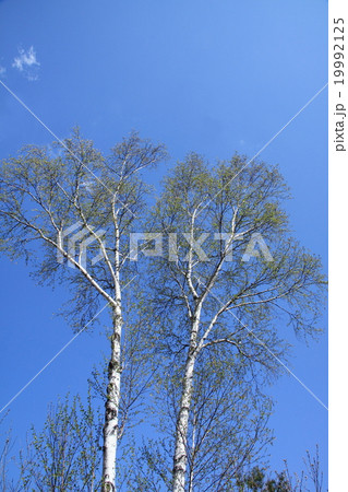 青空に白樺の木 19992125