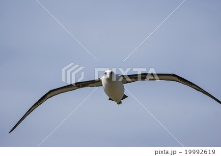 空を飛ぶコアホウドリ 空を飛ぶコアホウドリ 19992619
