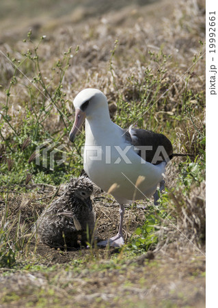 コアホウドリの親子 19992661