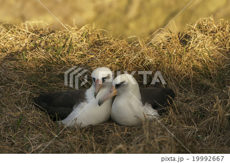 コアホウドリのつがい 19992667