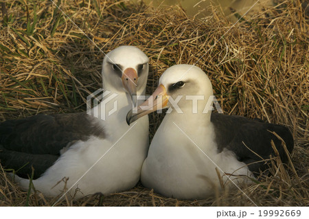 コアホウドリのつがい 19992669