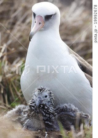 コアホウドリの親子 19992678