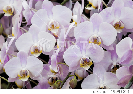 コチョウラン ファレノプシス コチョウラン属 19993011