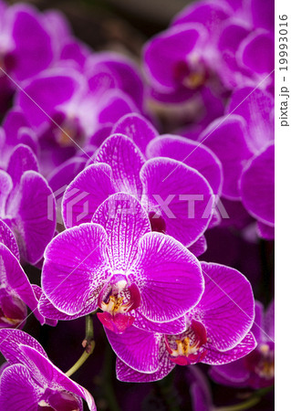 コチョウラン ファレノプシス コチョウラン属 19993016