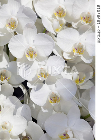 コチョウラン ファレノプシス コチョウラン属 19993019