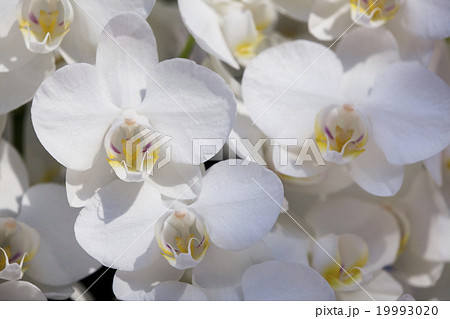 コチョウラン ファレノプシス コチョウラン属 19993020