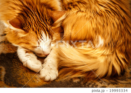 Sleeping red cat 19993334